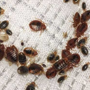 DISINFESTAZIONE CIMICE DEI LETTI (2)